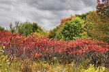 Autumn Sumac_16563